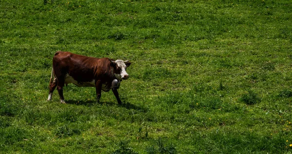 Vacas Montaña Pardas Pastando Pasto Alpino Los Alpes Berneses Verano — Foto de Stock