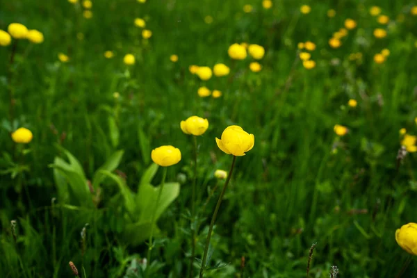 Frühlingsblumen Natur Wiesenblumen Den Alpen Mit Frischen Grünen Wiesen Voller — Stockfoto