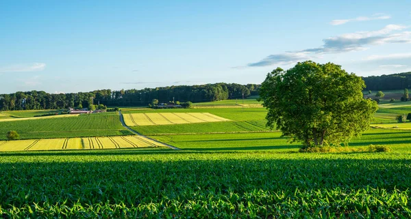 美丽的绿色和黄色小山日落全景 有阴影 法国南部的夏季乡村风景区 农田和美丽的蓝天 — 图库照片
