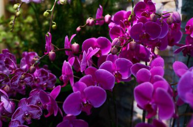 Sonbahar mahsulü kompozisyon. Kurumuş sonbahar yaprakları, palamut, kozalak, pastel arka planda kuru böğürtlenlerden yapılmış çerçeve. Tonlanmış görüntü. Düz konum, üst görünüm, kopyalama alanı.