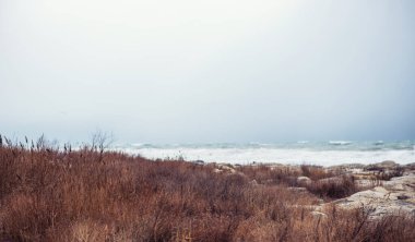 Sonbahar deniz manzarası. Kıyıdaki kuru sarı sazlıklar. Karanlık ve dramatik fırtına bulutları.