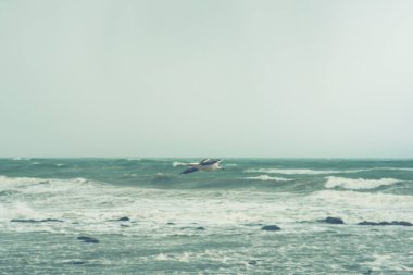 Sonbahar fırtınalı denizinde martılar. Sonbahar fırtınalı havasında dalgalı deniz. Gökyüzünde siyah ağır bulutlar.