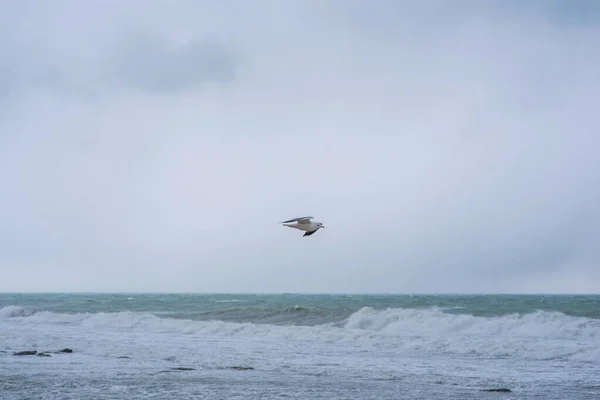 Seagull over the autumn stormy sea. Rough sea with waves during autumn stormy weather. Black heavy clouds in the sky.