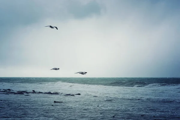 Seagulls over the autumn stormy sea. Rough sea with waves during autumn stormy weather. Black heavy clouds in the sky.