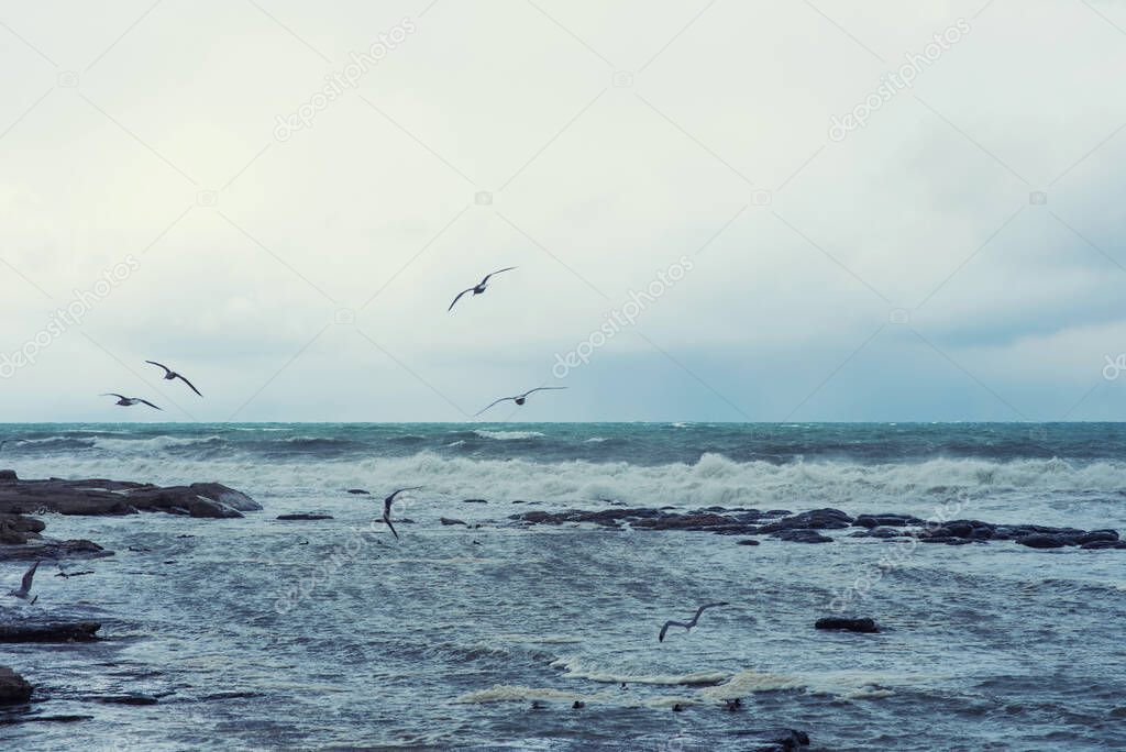 Autumn sea landscape. Seagulls over the autumn stormy sea. Rough sea with waves during autumn stormy weather. Black heavy clouds in the sky.
