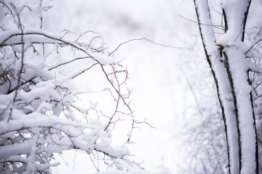 Kışın kar yağan karlı bir orman. Saf karlı orman doğası. Kış sisli orman sahnesi. Seçici odak.