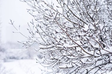 Kış karlı orman manzarası. Orman arka planında kar dalları olan bir arka plan.