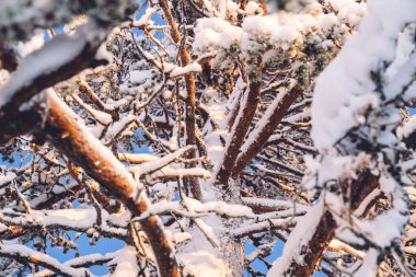 Güzel kış ormanı. Karla kaplı ağaç gövdeleri. Kış manzarası. Beyaz kar zemini ve ağaçları kaplıyor. Muhteşem bir atmosfer. Kar doğası. Açık hava çekimi. Seçici odak.
