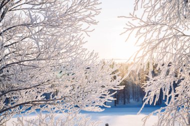 Buzlu iğnelerde ağaç dalları. Sabah soğuğu. Rime. Kış mevsiminde dallarda buz, buz tabakası, yerde don, buz kristalleri..