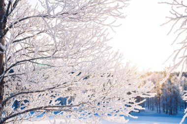 Buzlu iğnelerde ağaç dalları. Sabah soğuğu. Rime. Kış mevsiminde dallarda buz, buz tabakası, yerde don, buz kristalleri..