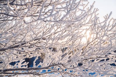 Buzlu iğnelerde ağaç dalları. Sabah soğuğu. Rime. Kış mevsiminde dallarda buz, buz tabakası, yerde don, buz kristalleri..