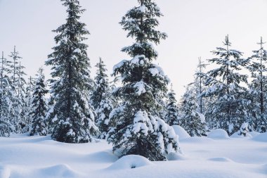 Güneşin doğuşu ya da batışı ışıldayan kar ve ağaç dallarında yükselen buzlar arasında. Kış arkaplanı çok güzeldir, dalları kırağı kaplıdır. Orman kırağı ile kaplıdır. Soğuk karlı hava. Seçici odak.