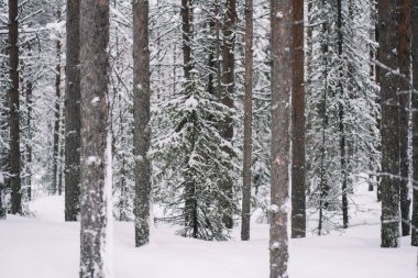Güzel kış ormanı. Karla kaplı ağaç gövdeleri. Kış manzarası. Beyaz kar zemini ve ağaçları kaplıyor. Muhteşem bir atmosfer. Kar doğası. Açık hava çekimi. Seçici odak.