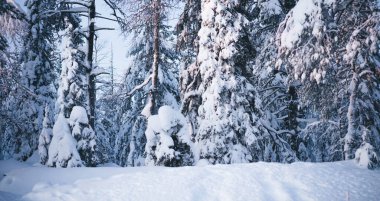 Kış Noel cennet manzarası. Ormandaki beyaz ağaçlar karla kaplı, gün batımına karşı kar yağışı açık havada. Muhteşem ormanda muhteşem bir Noel sahnesi. Seçici odak.