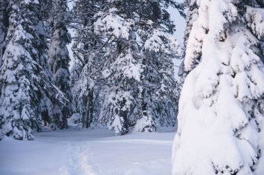Kış Noel cennet manzarası. Ormandaki beyaz ağaçlar karla kaplı, gün batımına karşı kar yağışı açık havada. Muhteşem ormanda muhteşem bir Noel sahnesi. Seçici odak.