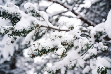 Kozalaklı ağaçlar buz iğnelerinde dallanır. Sabah soğuğu. Rime. Kış mevsiminde dallardaki buzlar, arka plan. Karla kaplı çam dalları. Seçici odak.