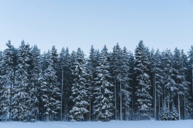 Kış Noel cennet manzarası. Ormandaki beyaz ağaçlar karla kaplı, gün batımına karşı kar yağışı açık havada. Muhteşem ormanda muhteşem bir Noel sahnesi. Seçici odak.
