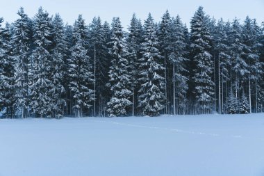 Ağaçların karla kaplı olduğu güzel kış manzarası. Kuzeyde buzdaki uzun beyaz ağaçlar ve doğal ortamda kar manzarası, kış mevsiminde güzel ahşap manzaralar. Seçici odak.