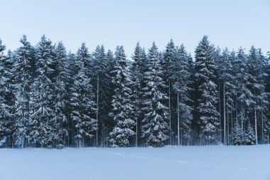 Kış Noel cennet manzarası. Ormandaki beyaz ağaçlar karla kaplı, gün batımına karşı kar yağışı açık havada. Muhteşem ormanda görkemli bir Noel sahnesi.