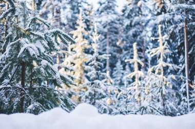 Kış Noel cennet manzarası. Ormandaki beyaz ağaçlar karla kaplı, gün batımına karşı kar yağışı açık havada. Muhteşem ormanda görkemli bir Noel sahnesi.