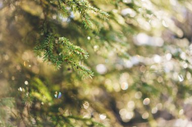 Kozalaklı dallar arka planı bulanıklaştırdı. Kış dönemi. Güneşli bir sabahta karlı ormanda buzlu ağaçlar. Sakin kış doğası gün ışığında.