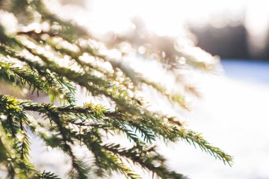 Kış Noel 'i büyülü manzarası. Güneşli bir sabahta karlı ormanda buzlu ağaçlar. Güneş ışığında sakin bir kış doğası. Muhteşem bir atmosfer. Kar doğası. Seçici odak.