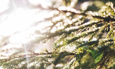 Kış Noel 'i büyülü manzarası. Güneşli bir sabahta karlı ormanda buzlu ağaçlar. Güneş ışığında sakin bir kış doğası. Muhteşem bir atmosfer. Kar doğası. Seçici odak.