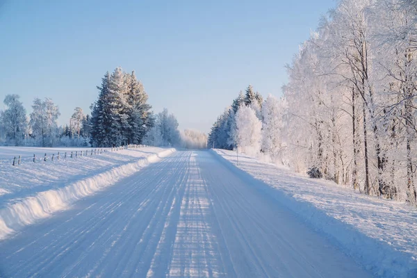 Road on snow near tall trees in national park environment with tall wood on sunny winter day, scenery of beautiful northern getaway destination. Selective focus.