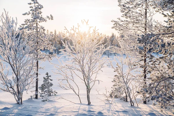 Sunrise or sunset through sparkling snow and rime ice on the branches of trees. Beautiful winter background with twigs covered with hoarfrost. Forest are covered with hoar frost. Cold snowy weather.