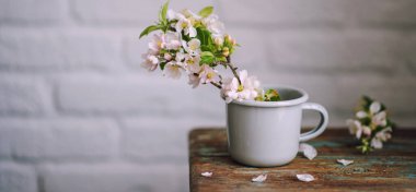 Bahar çiçekleriyle dolu bir hayat. Beyaz arkaplanı olan eski ahşap bankta güzel bir bahçe çiçeği.