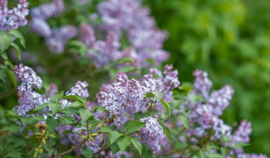 İlkbaharda güzel leylak çiçeği. Bahçede bahar çiçekleri açan leylak ağaçları.