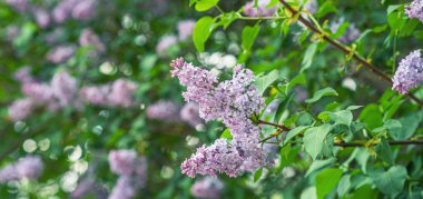 İlkbaharda güzel leylak çiçeği. Bahçede bahar çiçekleri açan leylak ağaçları.
