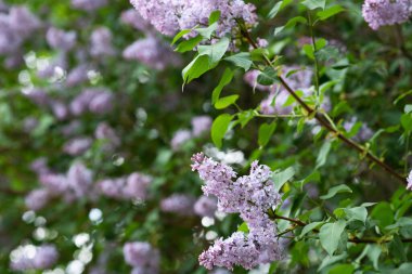 İlkbaharda güzel leylak çiçeği. Bahçede bahar çiçekleri açan leylak ağaçları.