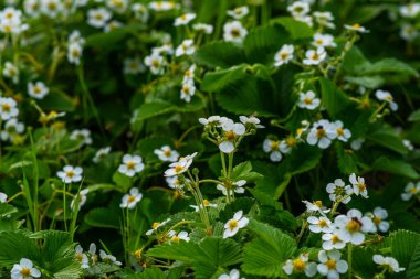 Çilek bitkisi. Çilek tomurcuklanması. Yabani çilek çalıları. Bahçede yetişen çilekler. Organik tarım kavramı.