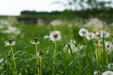 Taze yeşil bir sabah arka planında karahindiba. Bahar doğası. Çiçekli karahindibalarla kaplanmış çayır..