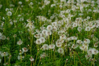 Taze yeşil bir sabah arka planında karahindiba. Bahar doğası. Çiçekli karahindibalarla kaplanmış çayır..