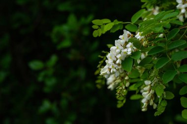Akasya ağacı baharda çiçek açıyor. Yeşil arka planı olan çiçek dalları. Beyaz akasya çiçekleri, güneşli bir gün. Bol çiçeklenme var. Yumuşak kokulu bal için nektar kaynağı.