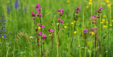Arka plan, bulanık çimen çiçekleri. Klasik arka plan küçük çiçekler, doğa güzel, tonlama tasarımı bahar doğası, bitkiler. Çiçek tarlası.
