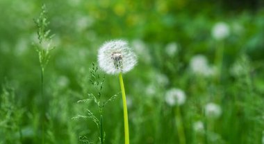 Taze yeşil sabah arka planında karahindiba tohumları. Karahindibalı yeşil alan. Yeşil tarlada ilkbahar çiçeklerinin yakın çekimi. Çayır çiçekleri.