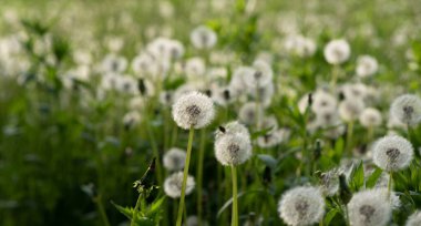Gün ışığında karahindiba tohumu. Taze yeşil sabah arkaplanı. Karahindibalı yeşil alan. Yeşil tarlada ilkbahar çiçeklerinin yakın çekimi. Çayır çiçekleri.