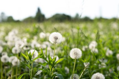 Gün ışığında karahindiba tohumu. Taze yeşil sabah arkaplanı. Karahindibalı yeşil alan. Yeşil tarlada ilkbahar çiçeklerinin yakın çekimi. Çayır çiçekleri.