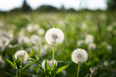 Gün ışığında karahindiba tohumu. Taze yeşil sabah arkaplanı. Karahindibalı yeşil alan. Yeşil tarlada ilkbahar çiçeklerinin yakın çekimi. Çayır çiçekleri.