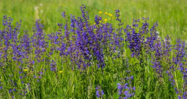 Çayır alp çiçekleri, doğa güzel, tonlama tasarımı bahar doğası, güneş bitkileri. Açık havada mor çiçekler. Bahar yaz çiçekli arka plan.
