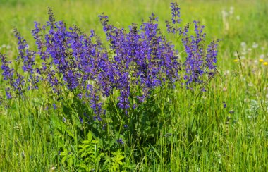Çayır alp çiçekleri, doğa güzel, tonlama tasarımı bahar doğası, güneş bitkileri. Açık havada mor çiçekler. Bahar yaz çiçekli arka plan.