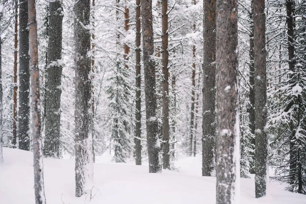 Ağaçların karla kaplı olduğu güzel kış manzarası. Kuzeyde buzun içindeki uzun beyaz ağaçların ve doğal ortamda karın manzarası, kış mevsimi kaçış noktasında güzel ahşap manzaralar. Seçici odak.