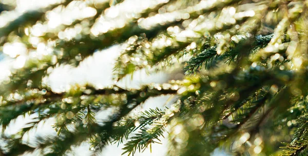 Kozalaklı ağaçlar buz iğnelerinde dallanır. Sabah soğuğu. Rime. Kış mevsiminde dallarda buz, buz tabakası, buz kristalleri. Seçici odak.