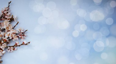 Çiçekli bahar arkaplanı çok güzel. Açık mavi arka planda yumuşak odaklı kayısı dalları. Kopya alanı olan Paskalya ve bahar tebrik kartları için.