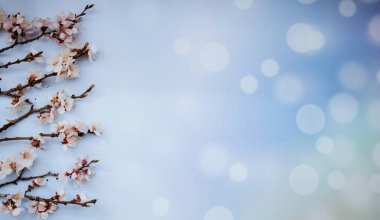 Çiçekli bahar arkaplanı çok güzel. Açık mavi arka planda yumuşak odaklı kayısı dalları. Kopya alanı olan Paskalya ve bahar tebrik kartları için.