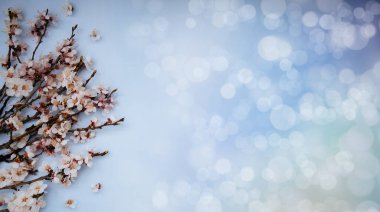 Çiçekli bahar arkaplanı çok güzel. Açık mavi arka planda yumuşak odaklı kayısı dalları. Kopya alanı olan Paskalya ve bahar tebrik kartları için.