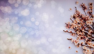 Çiçekli bahar arkaplanı çok güzel. Açık mavi arka planda yumuşak odaklı kayısı dalları. Kopya alanı olan Paskalya ve bahar tebrik kartları için.